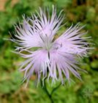 Dianthus Superbus Extract 